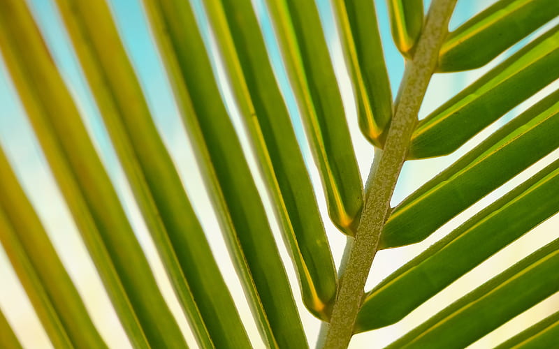 Green palm leaves close-up Nature, HD wallpaper