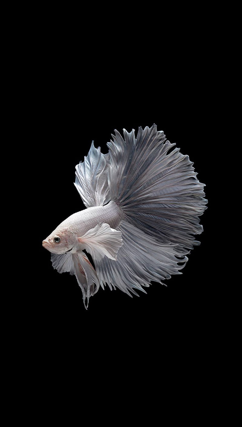 Fighter fish 3, black, fighter, fish, white, HD phone wallpaper | Peakpx