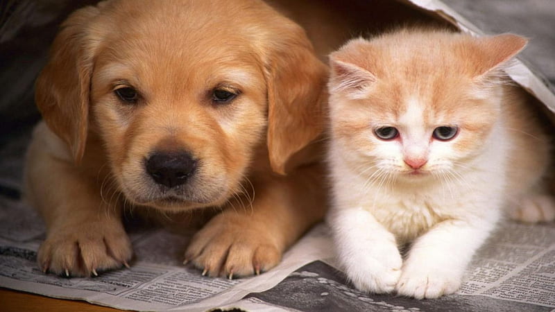 ~ Good friends ~, puppies, amazing animals, kittens, cats, animals, dogs, HD wallpaper
