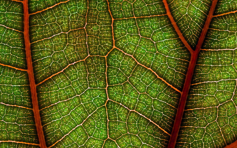green leaf texture, green eco background, leaf background, leaf texture, eco texture, HD wallpaper