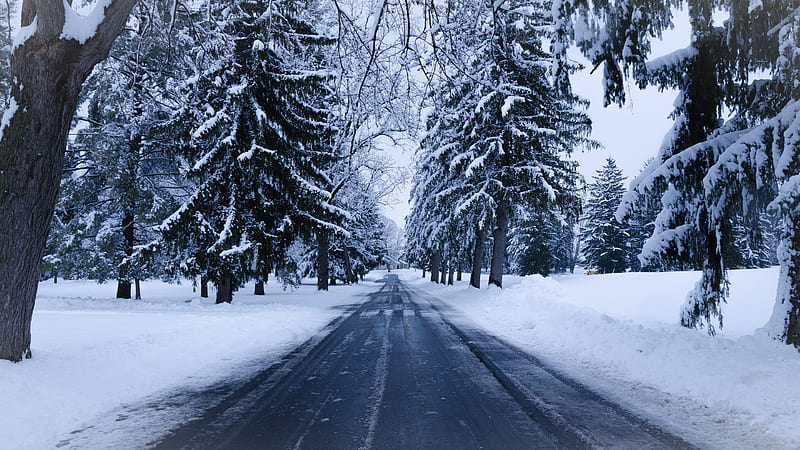 Road Between Snow Covered Green Trees Nature, HD wallpaper