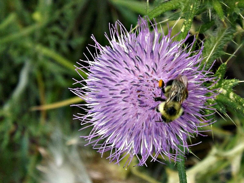 purple thistle, bee, purple, green, flower, HD wallpaper