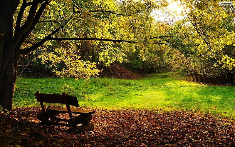 Cozy place, peaceful, tree, park, grass, HD wallpaper | Peakpx