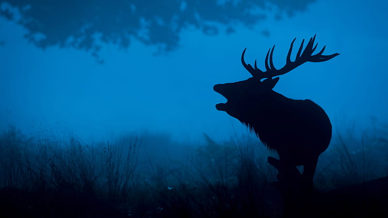 Deer , deer, forest, animals, HD wallpaper