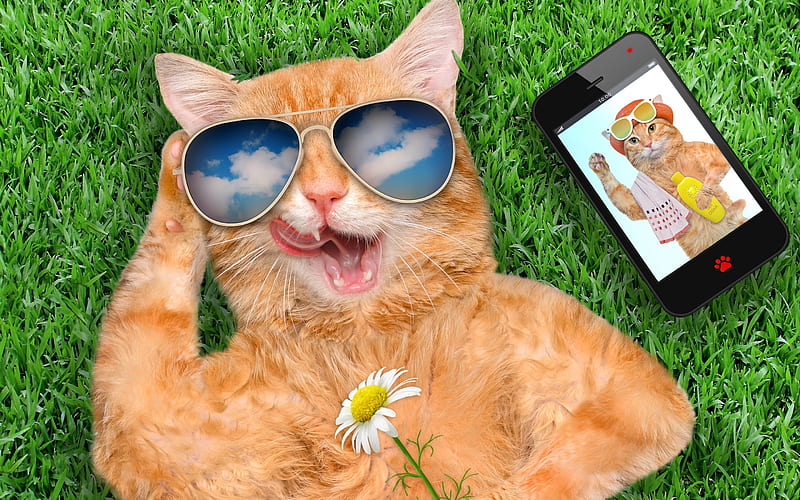 Come and relax with me!, grass, cat, smart, sunglasses, green, summer, flower, phone, funny, pisica, HD wallpaper