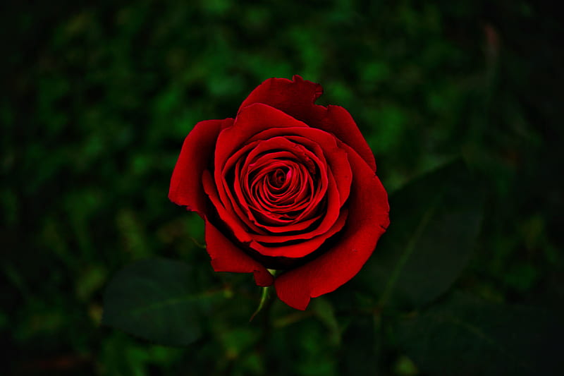 rose, flower, red, bloom, closeup, HD wallpaper