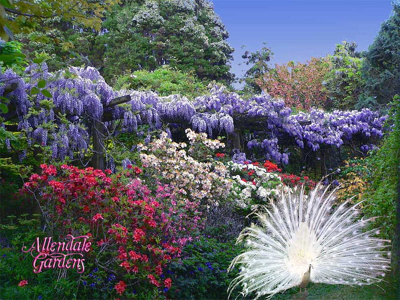 Allendale Gardens, Tasmania., tree, bird, peacock, flower, garden, nature, HD wallpaper