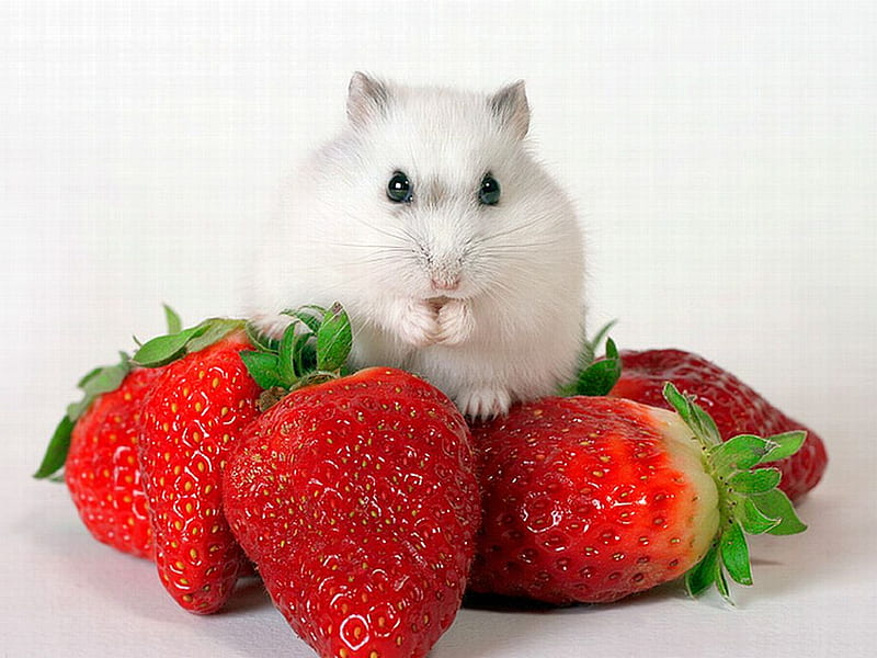 All are Mine, cut, pet, cool, strawberries, HD wallpaper