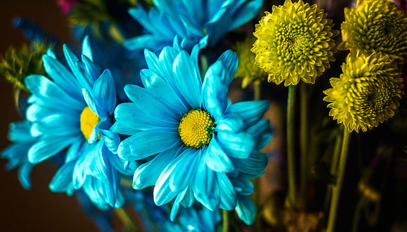 Blue And Yellow Flowers, HD wallpaper | Peakpx