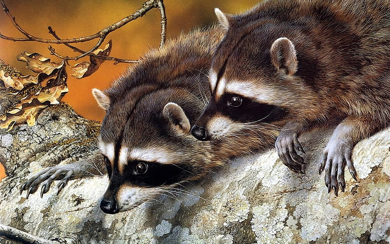 2 Raccoon Seting bye Each other, Cute, Couple, Cool, two, HD wallpaper