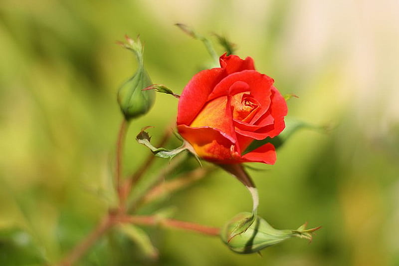 Beautiful Rose Bud Flower Pretty Rose Bud Hd Wallpaper Peakpx