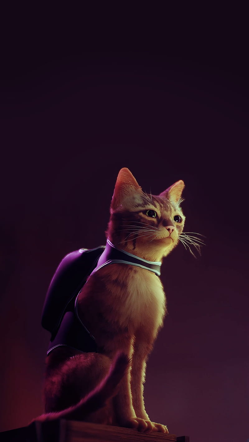 Dragon Ball Super: Super Hero Wallpapers - Cat with Monocle