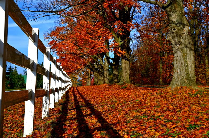 Autumn, Fence, Fall, Leaves, Autumn Splendor, Nature, Trees, HD ...