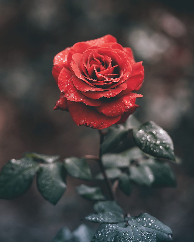 rose, flower, red, wet, dew, HD phone wallpaper