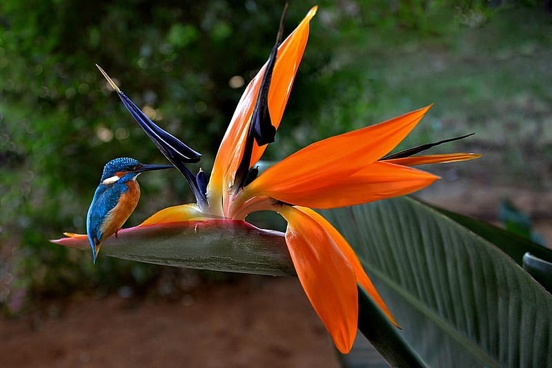 Kingfisher Perched on a Bird of Paridise, Bird of Paradise, Bird, Kingfisher, Flower, HD wallpaper
