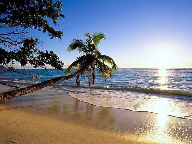 palm tree trees beach coast-Nature, HD wallpaper