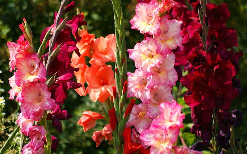 Gladiolus Bright Flowers, colorful, lovely, spring, gladiolus, beauty, bright, summer, flowers, nature, HD wallpaper