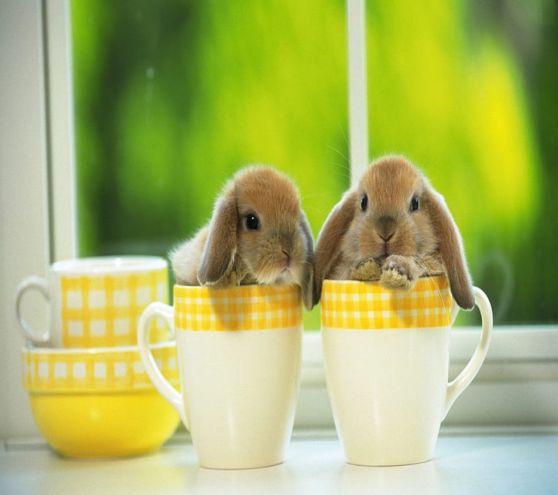  Lindo conejito, café, taza, buenos días conejo, té, Fondo de pantalla HD