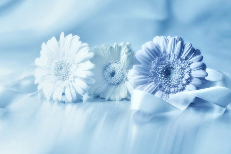 Delicacy and tenderness for Andreea, ribbon, soft, peace, delicate, tenderness, gerbera, flowers, petals, tender, harmony, HD wallpaper