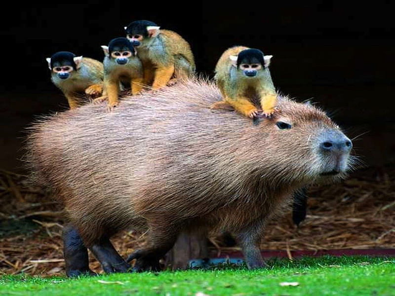 Capybara Giving Monkeys a Piggy-Back Ride, monkey, capybara, ride, piggy back, rodent, HD wallpaper