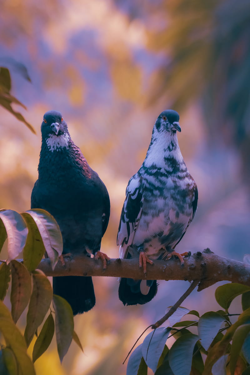 Love Birds, couple, pairs, pigeon, valentine, HD phone wallpaper
