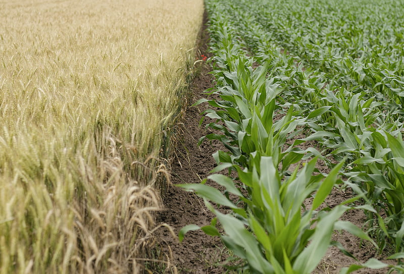 green corn plant field, HD wallpaper