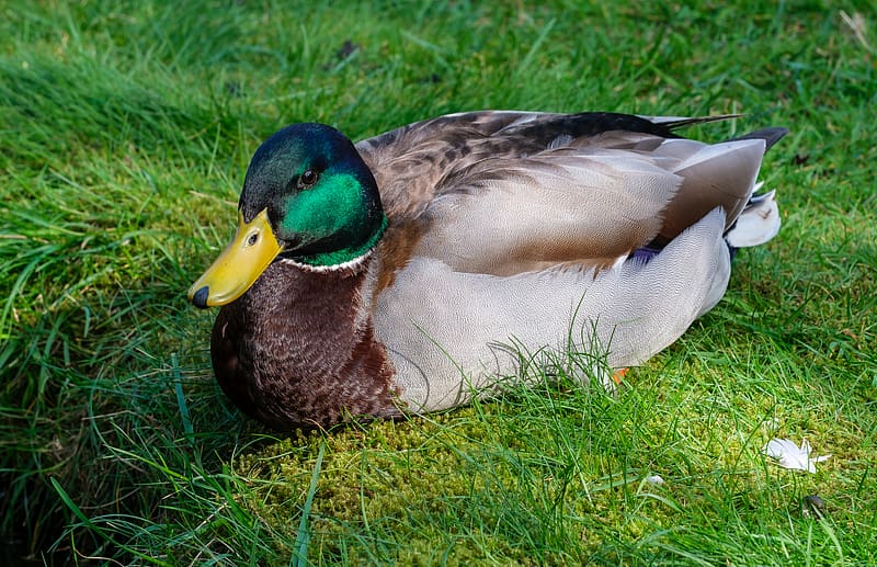 mallard duck, duck, bird, beak, grass, HD wallpaper