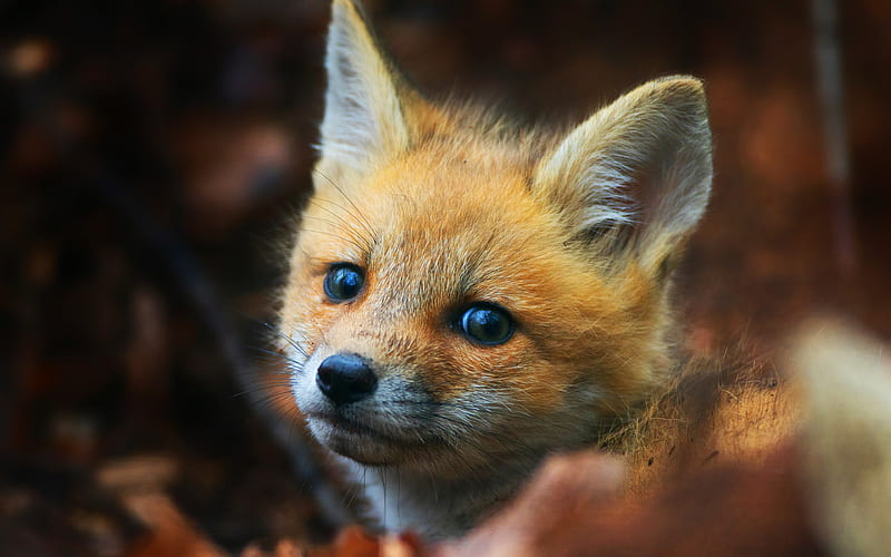 Cute Fox Cub, fox, cub, animals, HD wallpaper