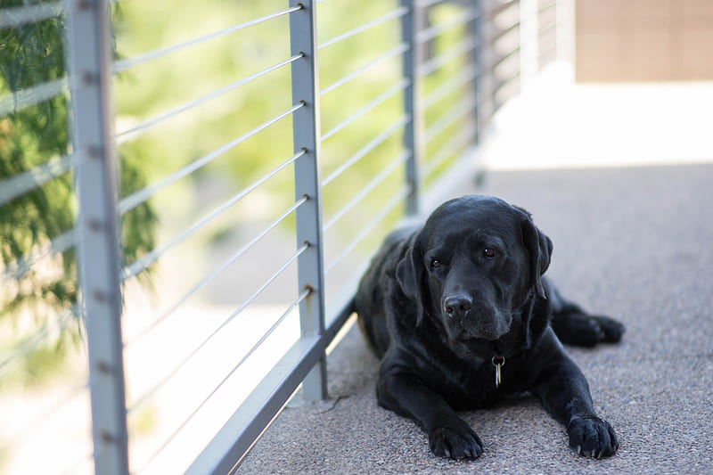 adult black Labrador retriever lying on concrete floor near gray metal handrail, HD wallpaper