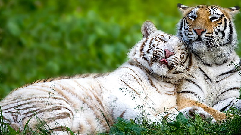 White And Brown Bengal Tigers In Green Grass Blur Background Tiger, HD wallpaper