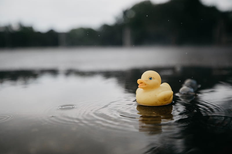 rubber duck, duck, toy, puddle, water, HD wallpaper