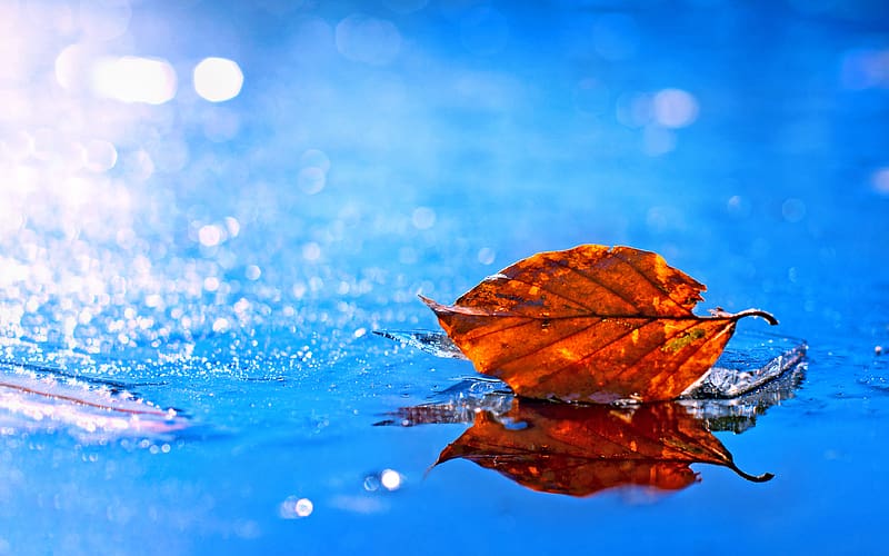Reflection, Leaf, Fall, , Bokeh, Water Drop, HD wallpaper
