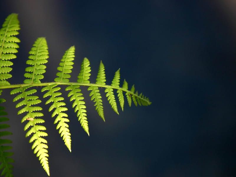 green ferns-Plant close-up, HD wallpaper