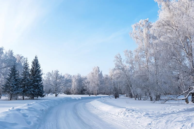 Winter, snow, nature, winter time, trees, snowy, landscape, HD wallpaper