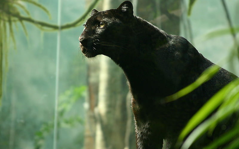 Black Panther, black, panter, wild cat, HD wallpaper
