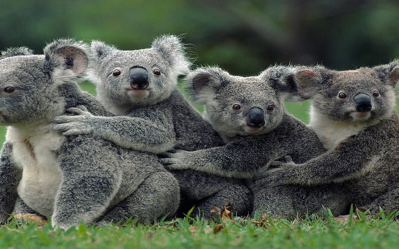 koala-Animal graphy, HD wallpaper