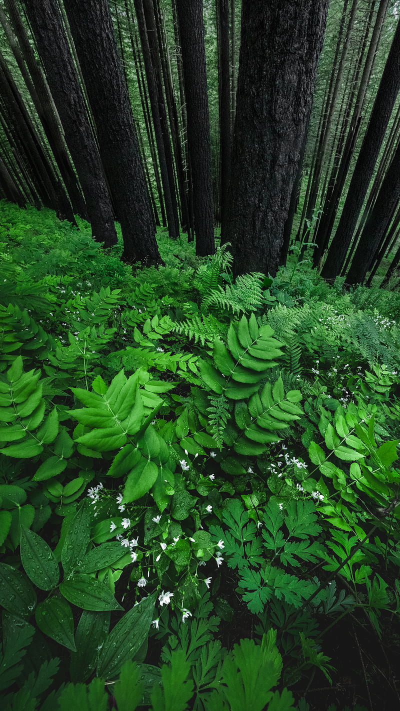 Pacific Northwest Vibe, EarthVision, Pacific, andrew studer, ferns, forest, green, leafs, lush, oregon, pacific northwest, graphy, plants, trees, HD phone wallpaper