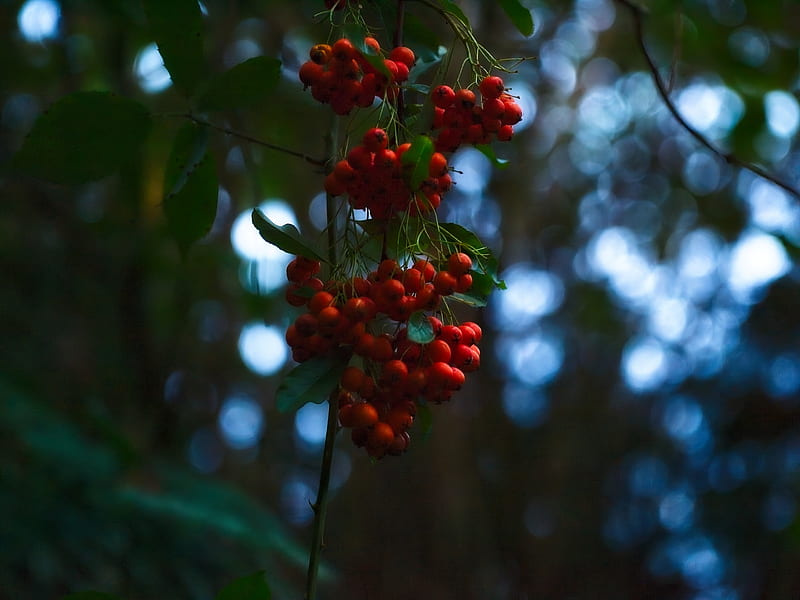 rowan, berries, branches, blur, HD wallpaper