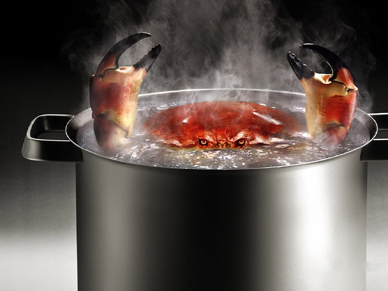 crab, food, pot, boiling, eat, water, hot, cook, funny, HD wallpaper