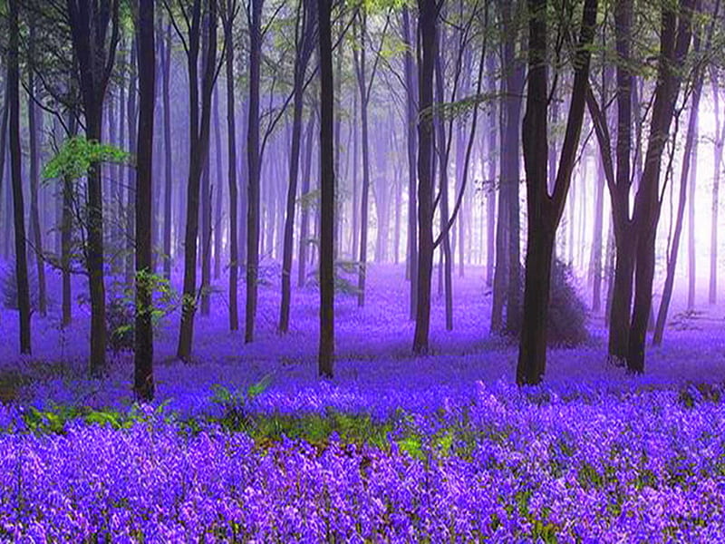 Purple forest, forest, fantasy, purple, bonito, mystic, HD wallpaper