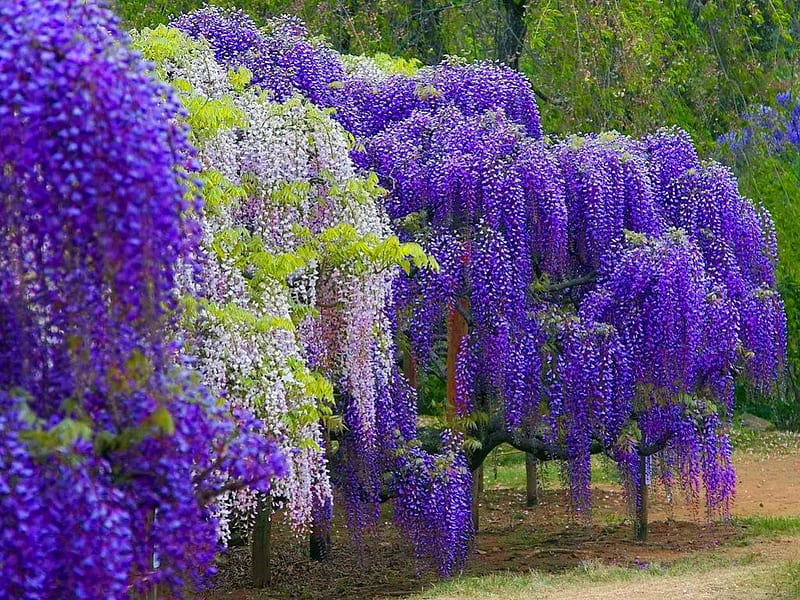 Wisteria trees, rest, colorful, lovely, bonito, park, trees, wisteria, nice, summer, beauty, garden, nature, HD wallpaper