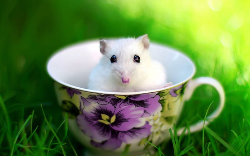 Animals : Mouse in a cup. Cute hamsters, Hamster, Hamster, Gerbil, HD wallpaper