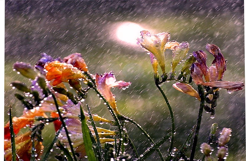 Flowers In The Rain, Flowers, Nature, Rain, Colourful, Hd Wallpaper 