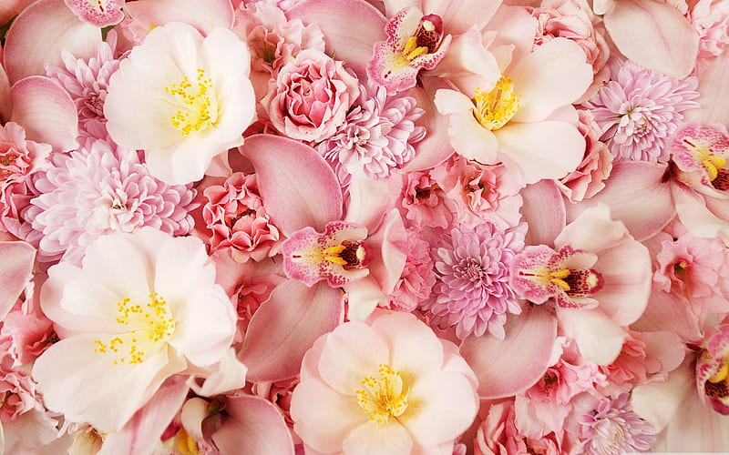 wild roses and orchids-Flower, HD wallpaper