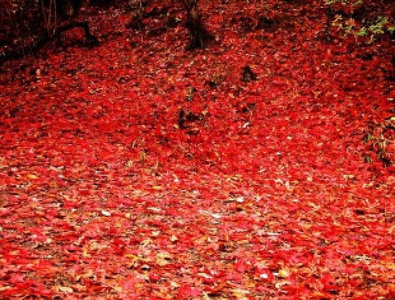 Raking the leaves, autumn leaves, ground, reddish colours, HD wallpaper