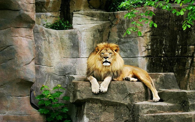 Resting Lion, zoo, predator, wildlife, african, HD wallpaper