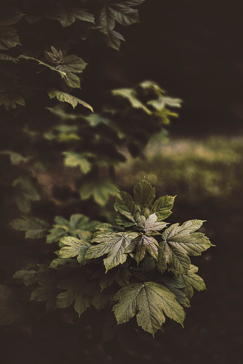 leaves, plant, bushes, glossy, HD phone wallpaper