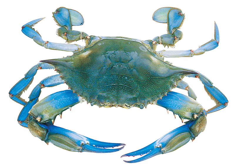 Blue Crab, crustation, tastey, shellfish, HD wallpaper