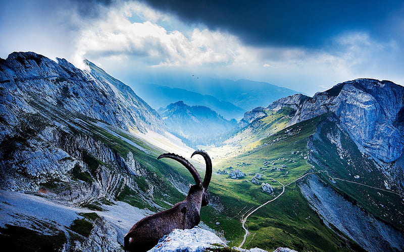 Swiss Alps, Mount Pilatus, summer, mountains, Lucerne, Alps, Switzerland, Europe, HD wallpaper