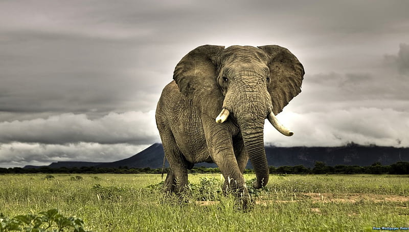 African Elephant, gris, tusks, large, floppy ears, HD wallpaper